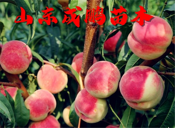 红仙脆桃