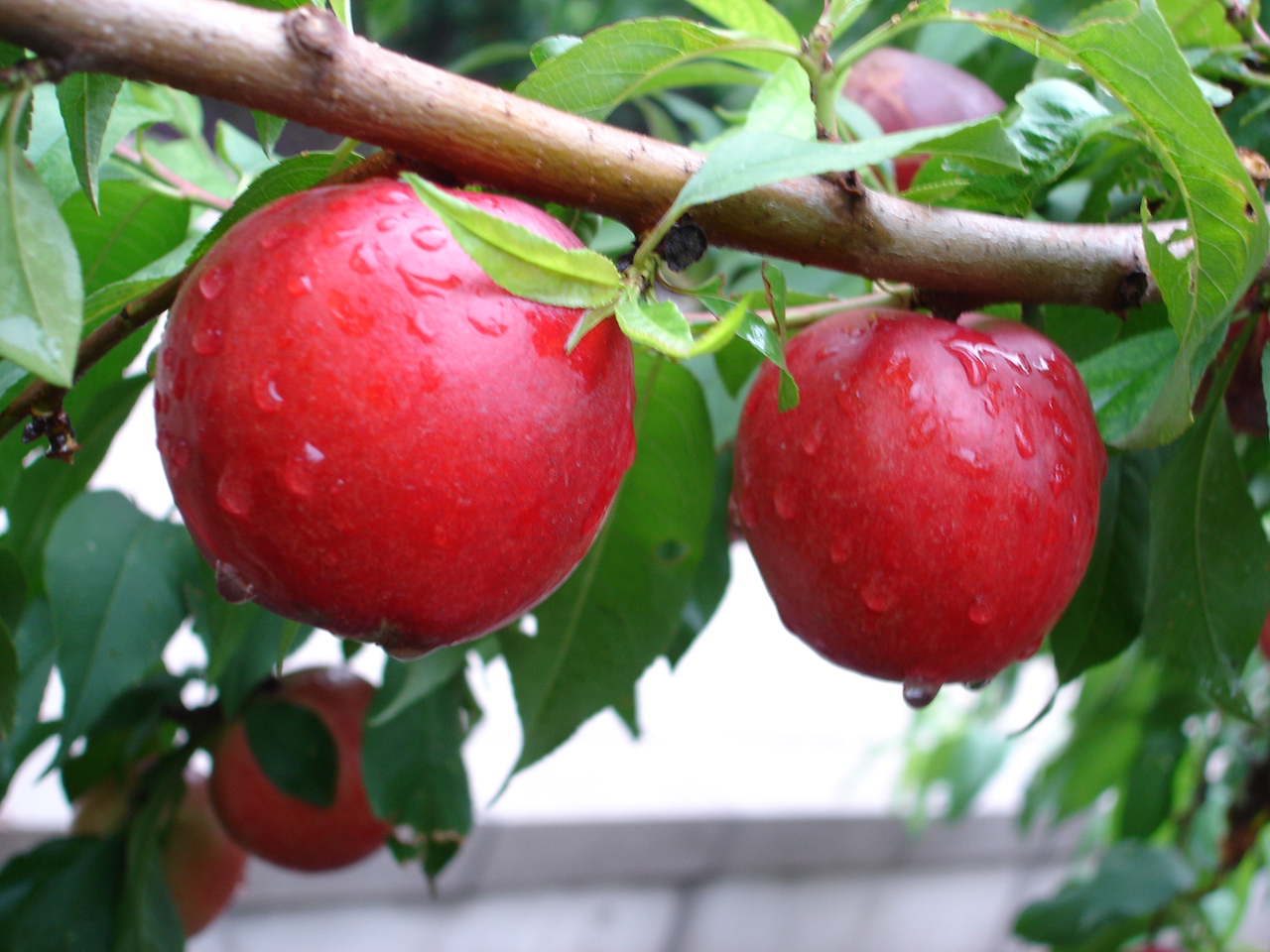 红珍珠油桃