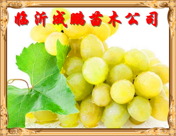 黄珍珠葡萄