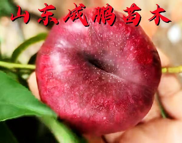 红肉油蟠