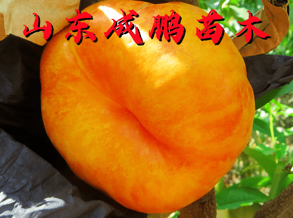 中油蟠17号