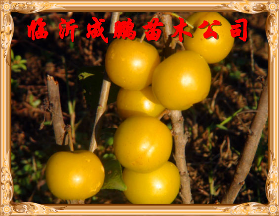 黄珍珠1号钙果