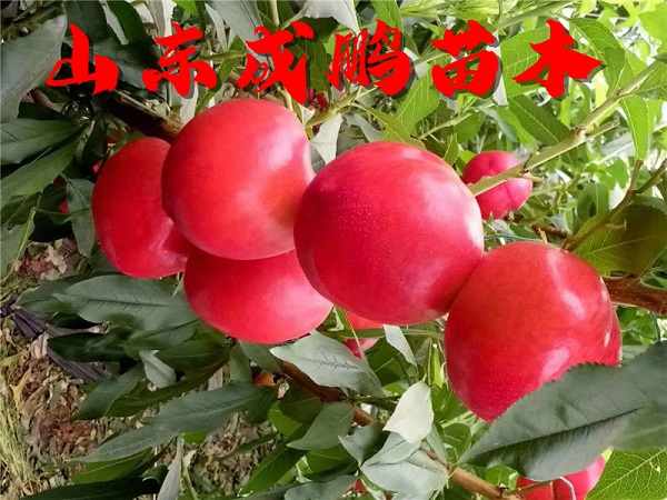 黄金王油桃