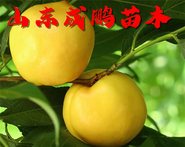 国庆黄油桃