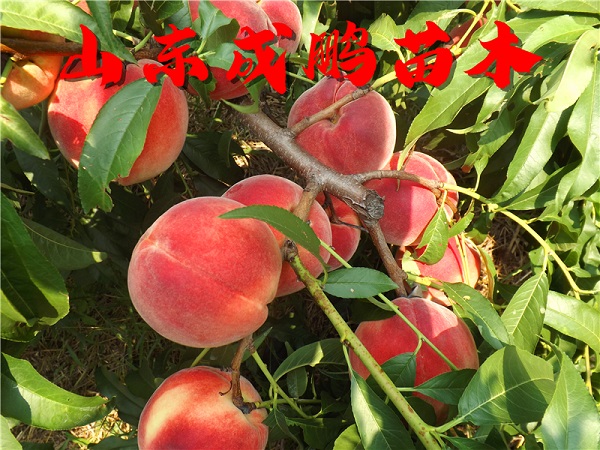 秋彤桃