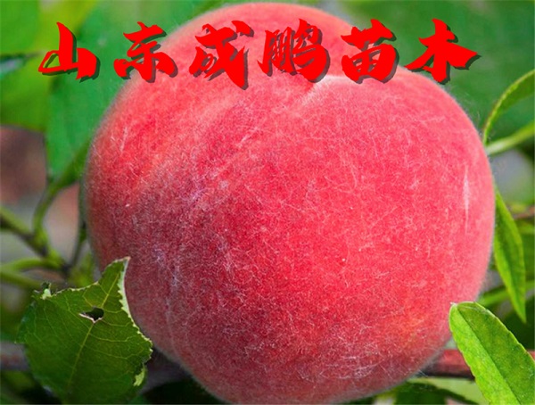 红肉蜜桃