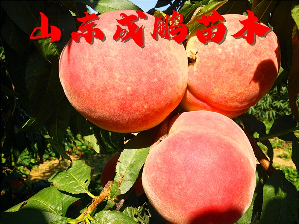 金秋王桃