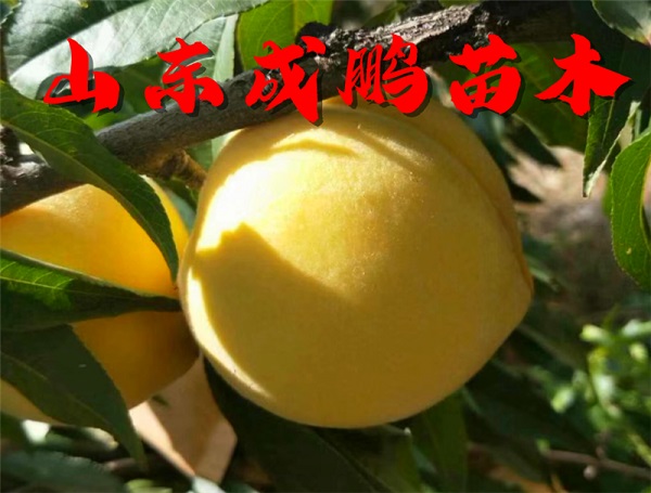 中秋黄金蜜