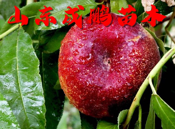中油蟠13号