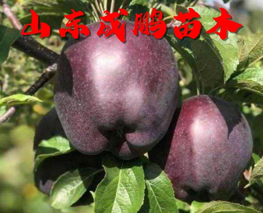 澳洲黑苹果