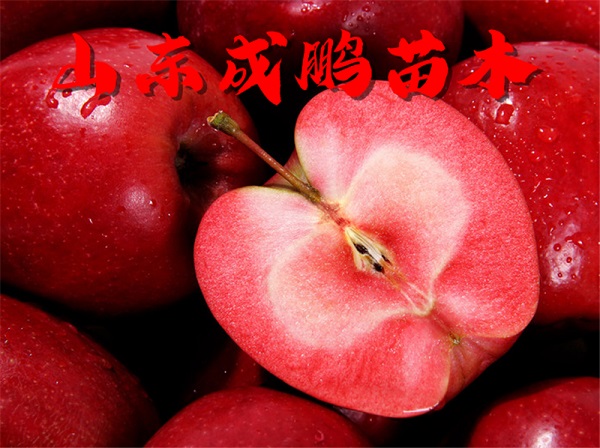 红色之爱苹果苗