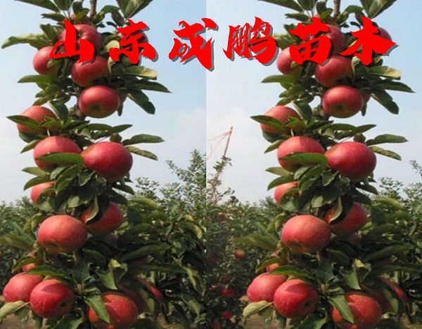 柱状苹果