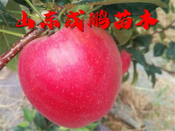 鲁丽苹果