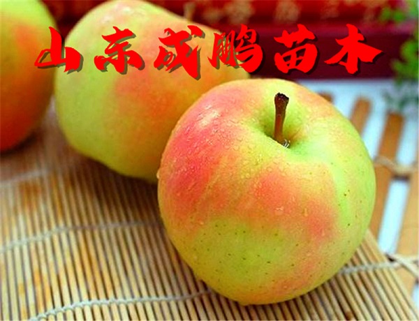 水蜜桃苹果