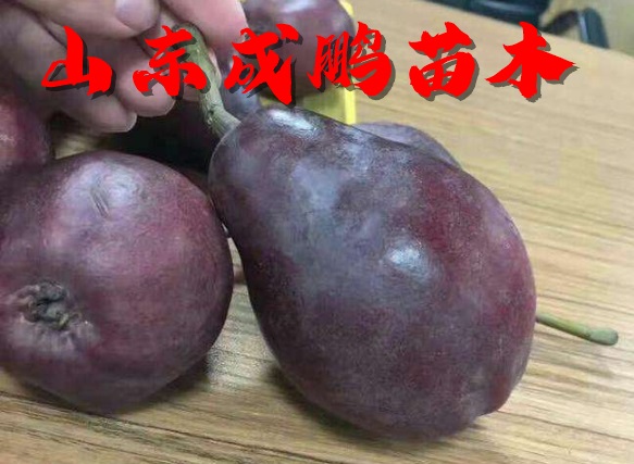 意大利黑梨