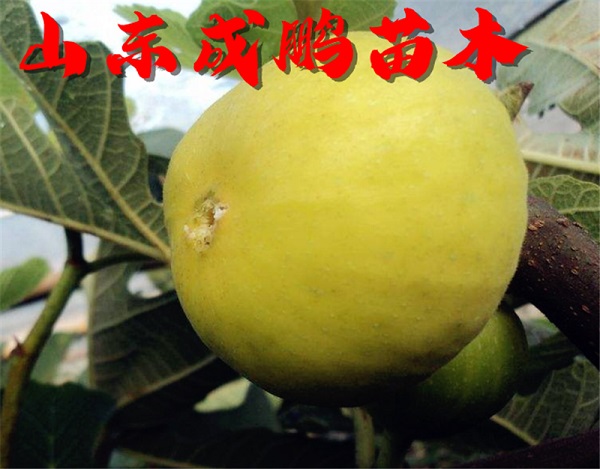 金傲芬无花果苗