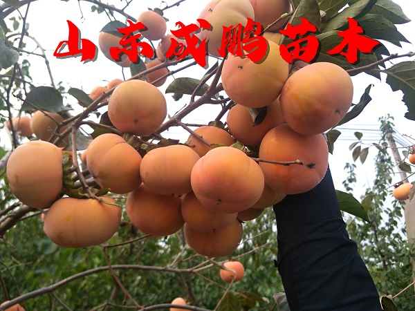 日本富有甜柿