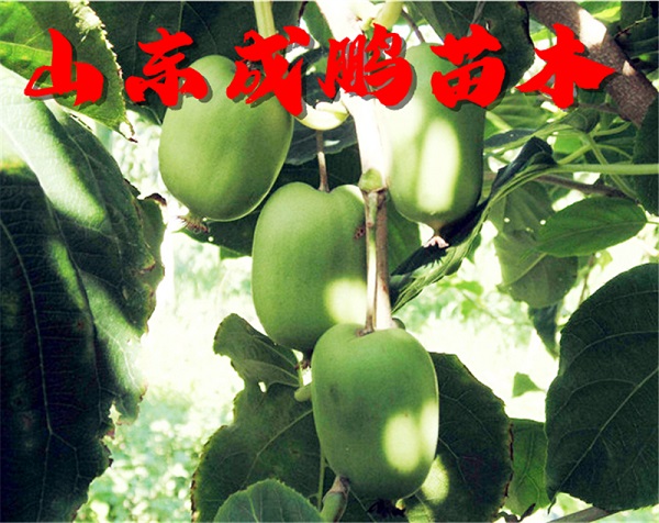 魁绿软枣猕猴桃