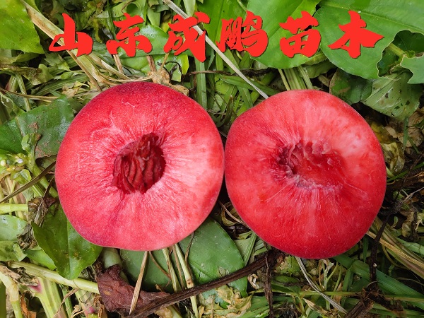 红肉中桃24