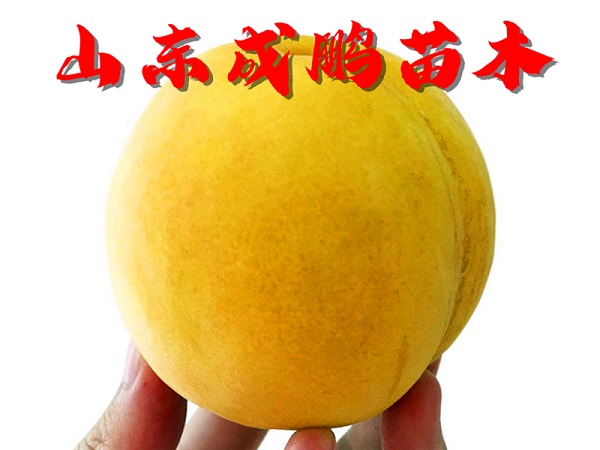 中桃金魁黄桃