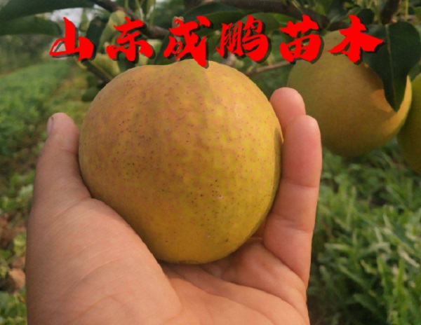 丹霞红梨