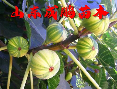 华丽无花果