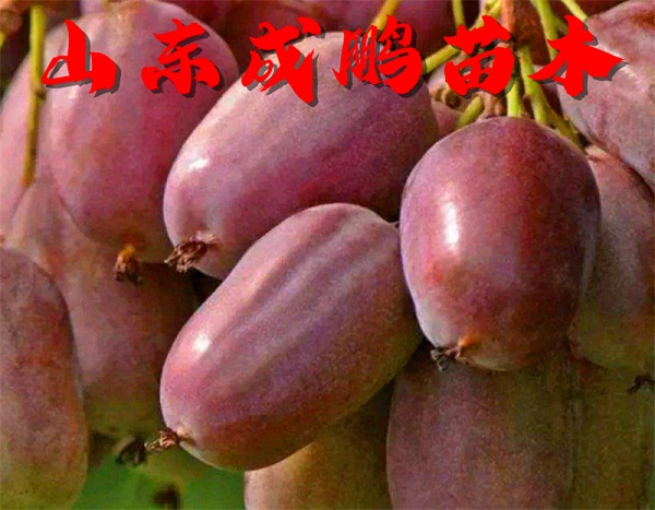 赤焰软枣猕猴桃