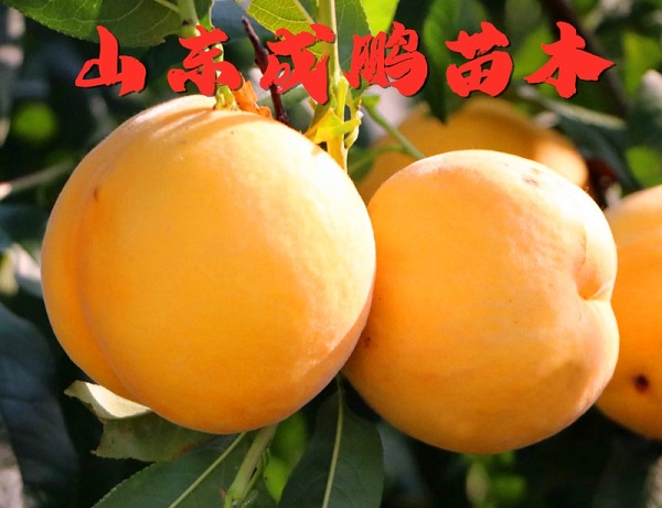 金秋超黄桃