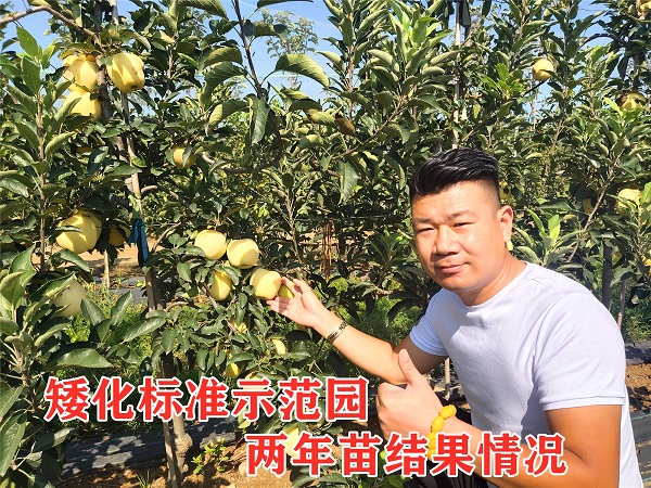 一文带你全面了解：目前种植苹果还可以发展嘛？